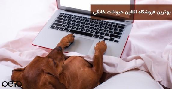 بهترین فروشگاه آنلاین حیوانات خانگی