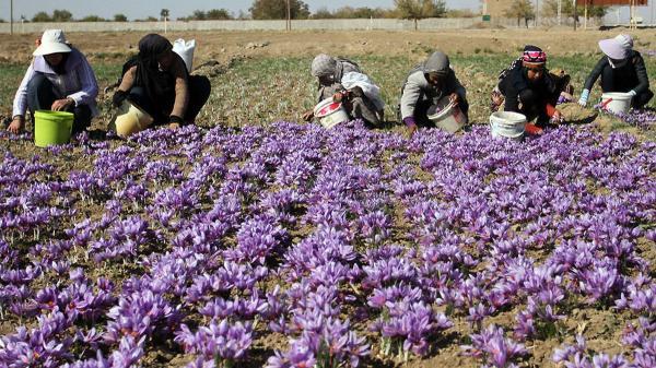 برداشت زعفران در خراسان جنوبی