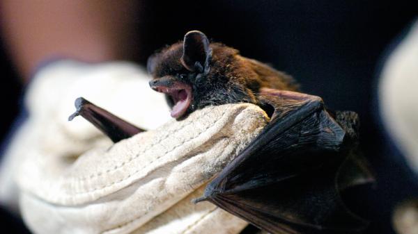 خطر ابتلا به هاری در خفاش ها بیشتر از سگ ها است