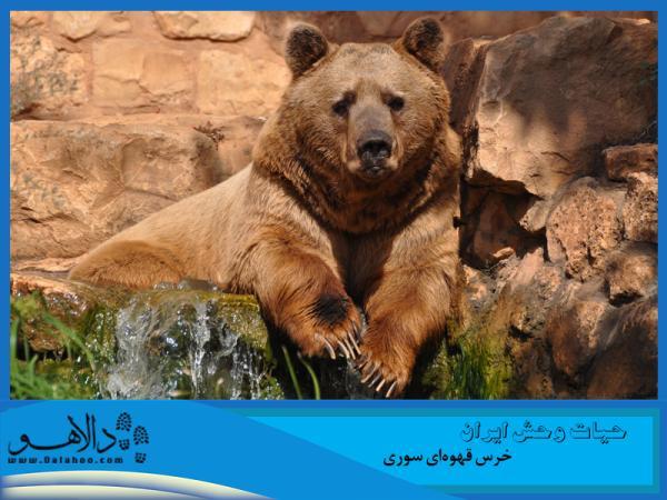 حیات وحش ایران ، خرس قهوه ای سوری