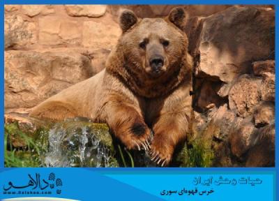 حیات وحش ایران ، خرس قهوه ای سوری